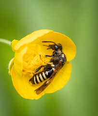 bees, blume, insecta, makro, natur, gelb, blütenstaub, honig, fliege, tier, wasps, green,