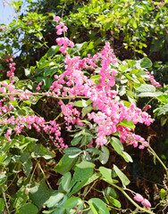 flor rosa de aretillo