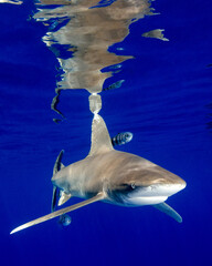 An Oceanic White Tip Shark Cruises Near the Surface at Cat Island in the Bahamas