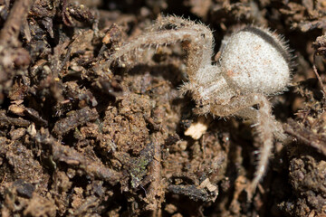 Goldenrod crab spider. Macro photo. Spider web.