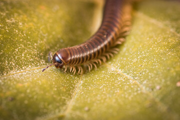 centipede (Julida) red centipede on garden wall. Exotic pet bug. The content of insects at home