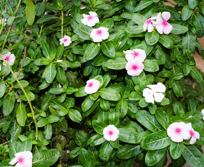 teresas del campo