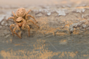 Eyes of jumping spider - Pellenes tripunctatus female