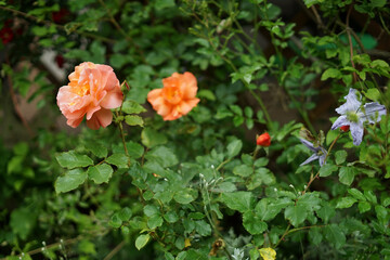 orange rose flowers in the garden