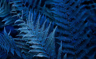 Blue colored fern leaves background. Dark pattern of enchanted forest flora.