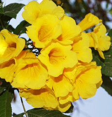 flores amarillas
