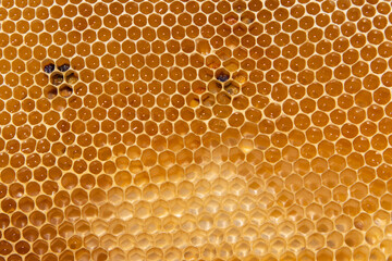 Honigproduktion 