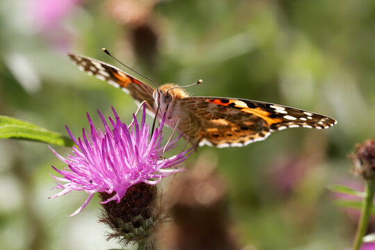 A Painted Lady Butterfly nectaring on Knapweed.
