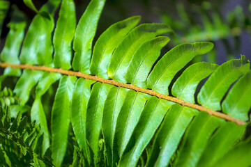 close up of green leaf