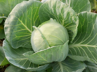 Beautiful cabbage in a farm