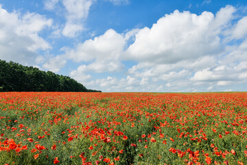 Panoramic view of endless red poppy field over blue sky. Beautiful summer background.