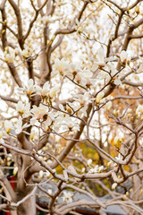 Naklejka premium It's Sakura at the Summer Palace complex, an Imperial Garden in Beijing. UNESCO World Heritage.
