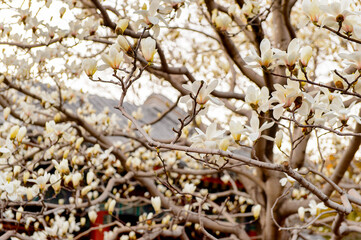 It's Sakura at the Summer Palace complex, an Imperial Garden in Beijing. UNESCO World Heritage.