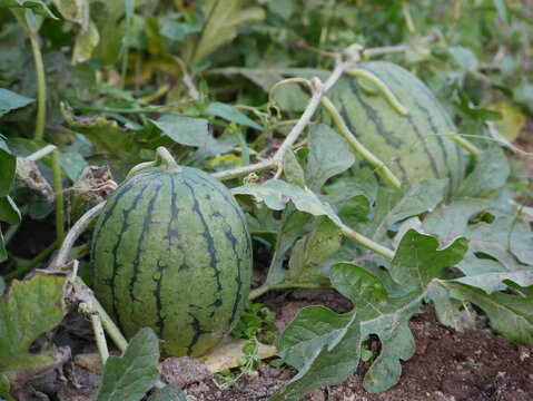 A watermelon growing in a home garden