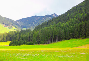 coniferous forest growing at downhill , green meadow with daisy