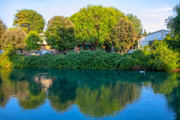 Fototapeta premium city green park and lake with swan 