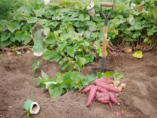 Home garden grown organic sweet potatoes.