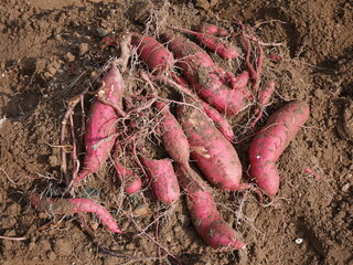 Home garden grown organic sweet potatoes.