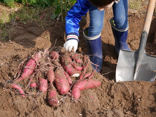A child digging home garden grown organic sweet potatoes.