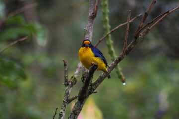 Yellow and blue finch
