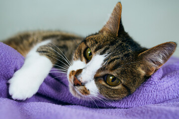 gato reposando su cabeza sobre manta violeta