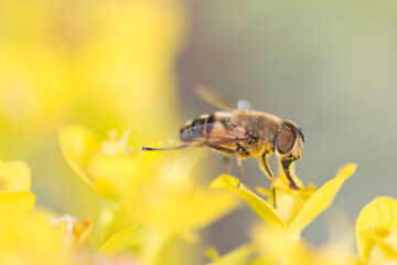 Latin Apis Mellifera, European or western honeybee sitting on yellow flower