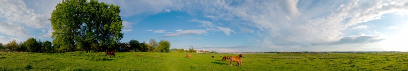 Wonderful panorama of the mountains. Horses on a mountain meadow. Summer panorama landscape in the mountains. Ukraine, Carpathians. Beautiful nature villages. Picture of wildlife