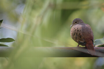 Dove