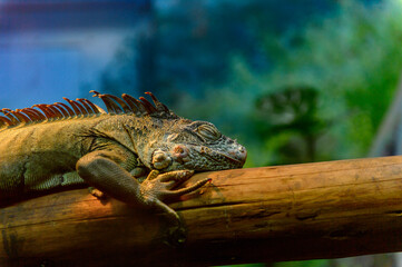 It's Cameleon at the Beijing Zoo, a zoological park in Beijing, China.
