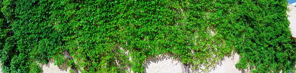 Wide texture of the old white concrete wall with vines. Green leaves on the plaster surface, panoramic banner.