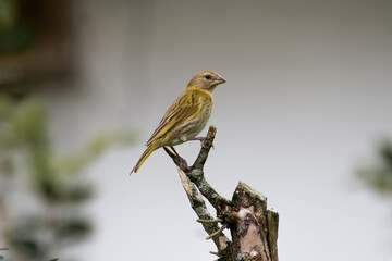 Bird canary
