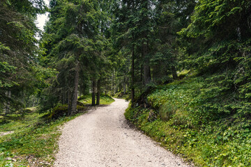 Forest road in the mountains in the middle of an evergreen forest