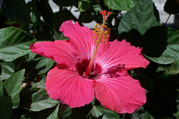 flor roja