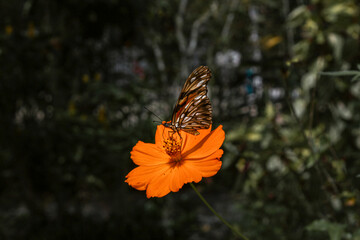 Butterfly in the flower
