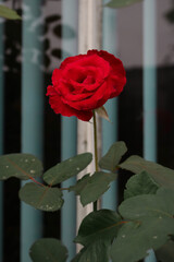 Red rose