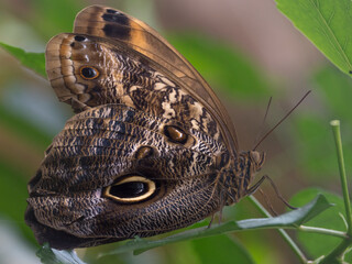 A sitting Owl butterfly (Caligo)