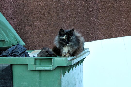 Un gato en un basurero 