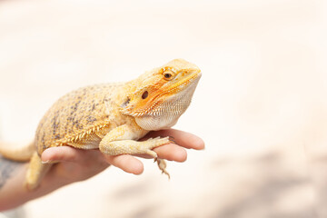 yellow bright colorful iguana lizard which is holding on the people hand