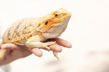 yellow bright colorful iguana lizard which is holding on the people hand