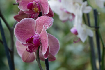 Pink Moth Orchid flower (Phalaenopsis)