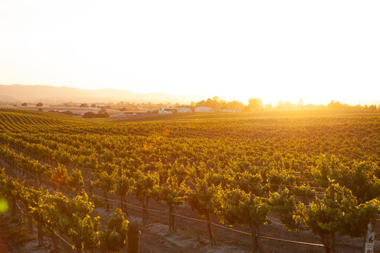 romantic vineyard at sunset with golden light flooding the picture