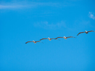 Pelicans flying together in the blue sky. Gliding seabirds in formation in bright sun outdoors. Soaring water birds near the atlantic ocean in Florida from the front. Open wings and soaring seabirds.