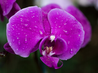 Purple Moth Orchid Flower (Phalaenopsis)