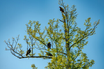 Turkey vultures in a tree backlit landscape