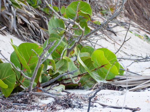 Seagrape on a beach dune. Coccoloba uvifera with dry palm fronds and roots on beach sand. Beach plants.