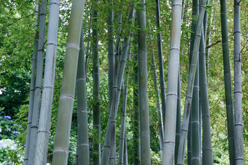 竹の林