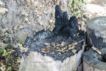 burnt tree trunk