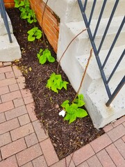 growing climbing beans in a tiny space between two town houses. Beans start climbing on sticks. An interesting urban gardening experience.