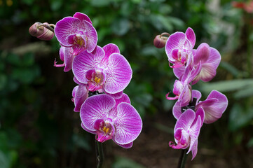 Naklejka premium Purple Moth Orchid Flower (Phalaenopsis)