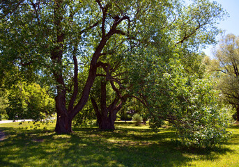 Tree in garden in spring season in Quebec Canada